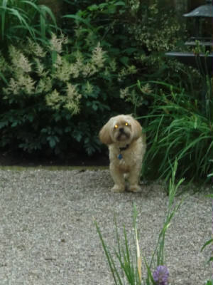 pet1.jpg