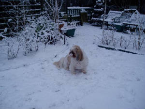 snow11.jpg