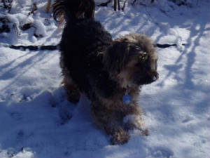 snow15.jpg