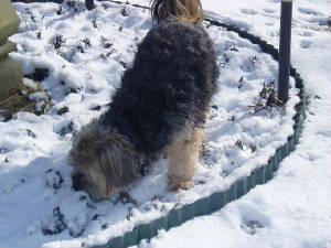 snow16.jpg