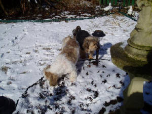 snow17.jpg