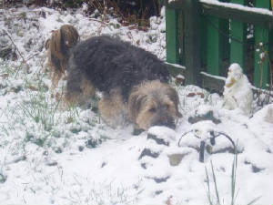 snow19.jpg