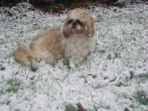 snow20.jpg
