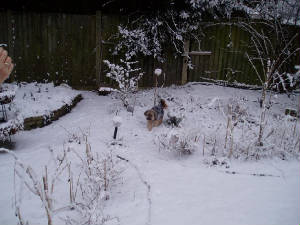 snow7.jpg