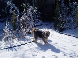 snow8.jpg