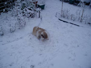 snow9.jpg