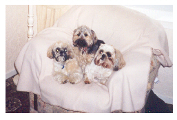 dogs.jpg
